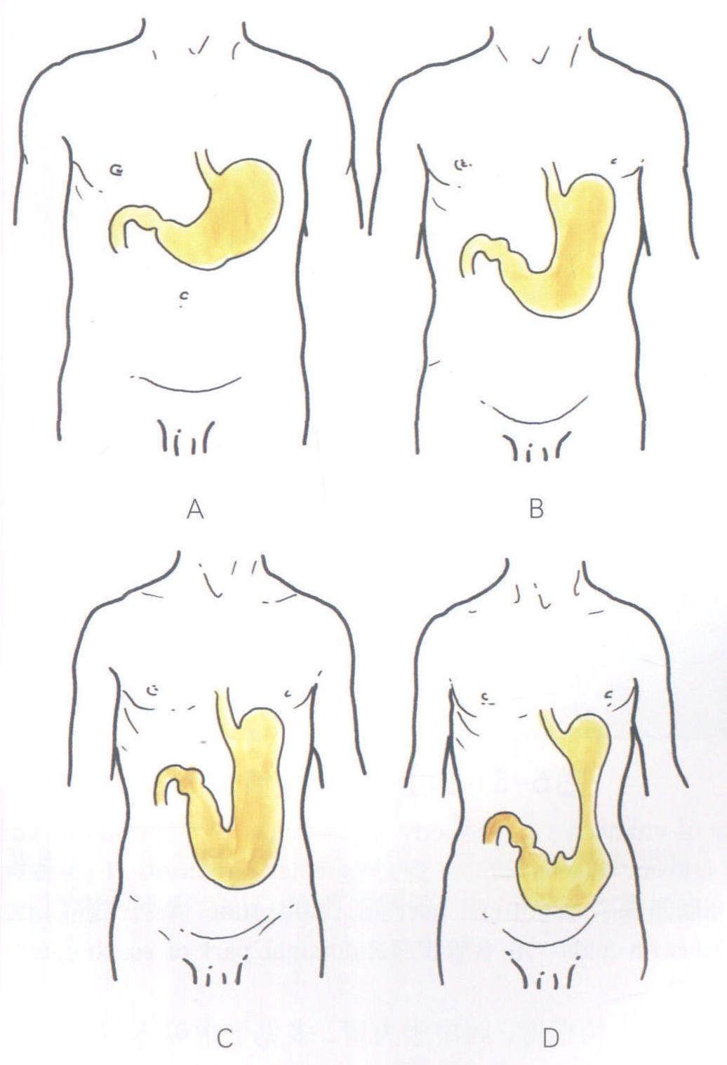 图5-10 胃的黏膜-腹部外科临床解剖学-医学