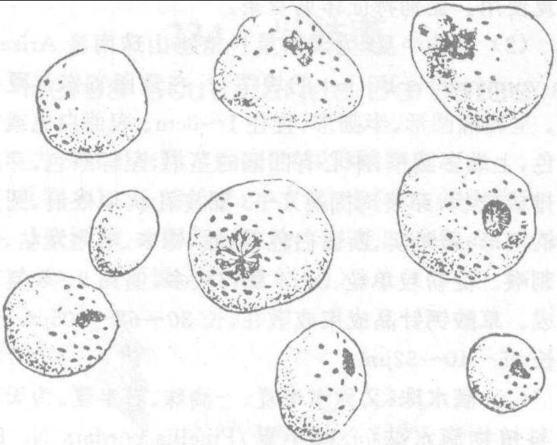 ①淀粉粒众多,单 粒类圆形,半圆形至圆多角形,直径2～20μm,脐点呈