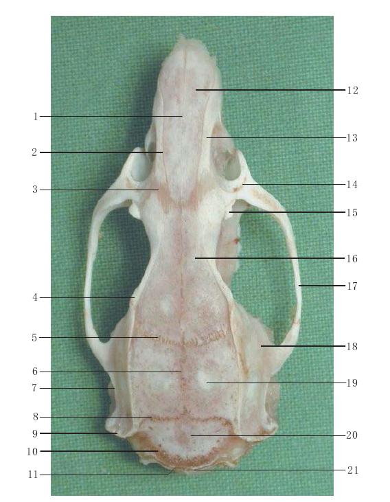 图1-4 颅骨背面观-wistar大鼠解剖-图片