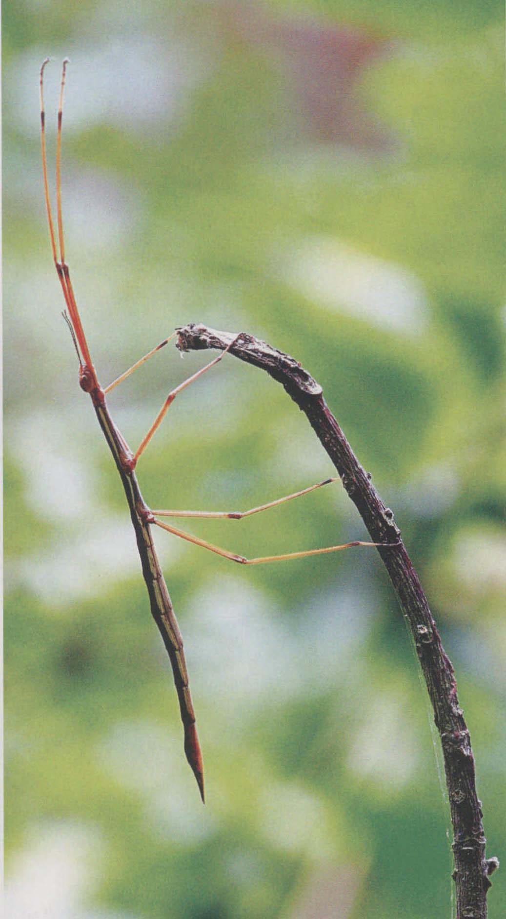 喙尾竹节虫