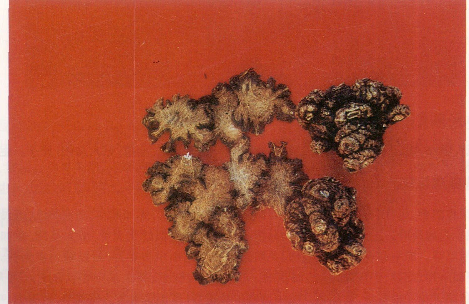 在显微镜下观察植物茎的横切面照片摄影图片_ID:309726196-Veer图库