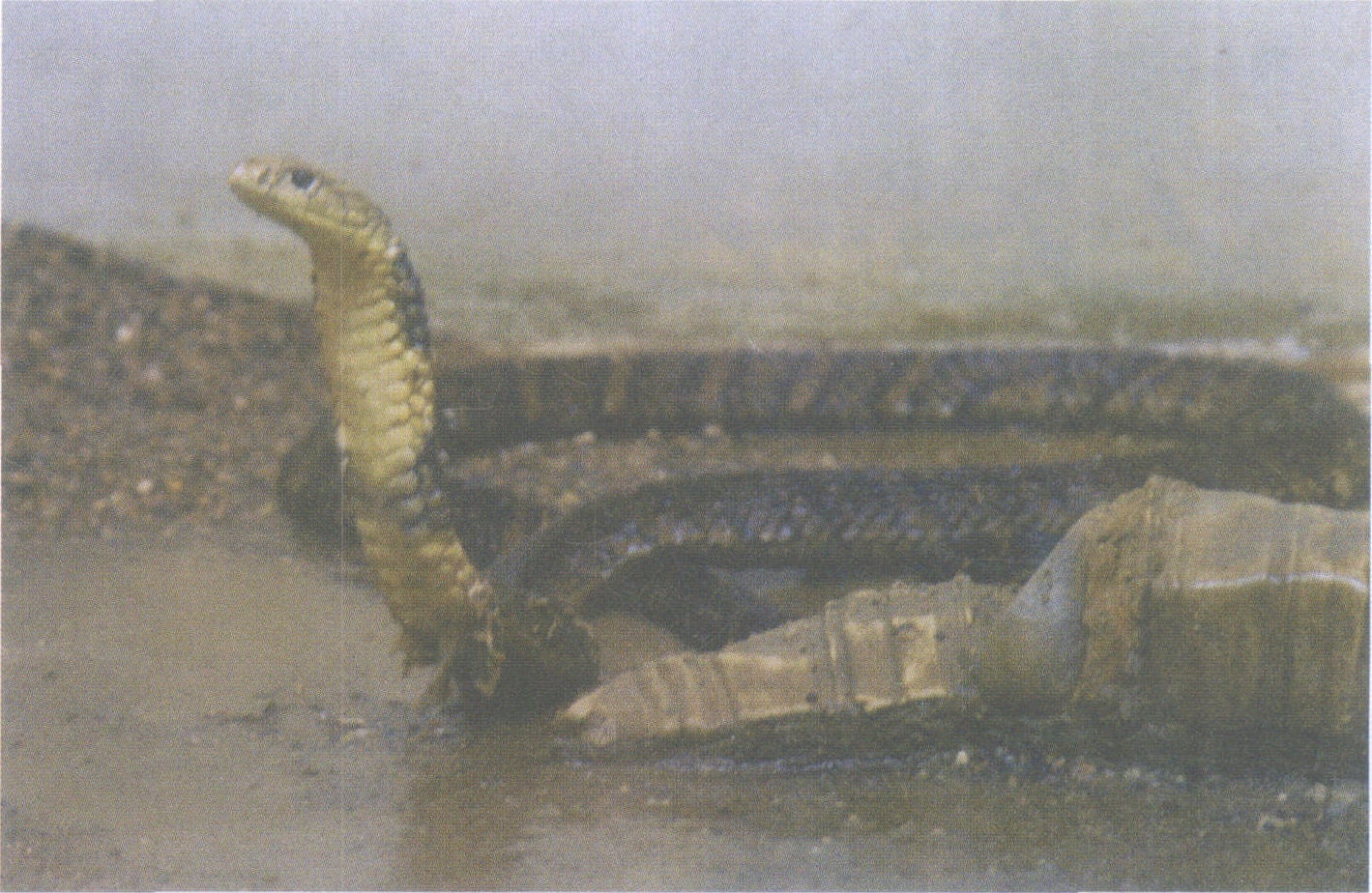 千年眼镜蛇,进化,巨蟒_大山谷图库