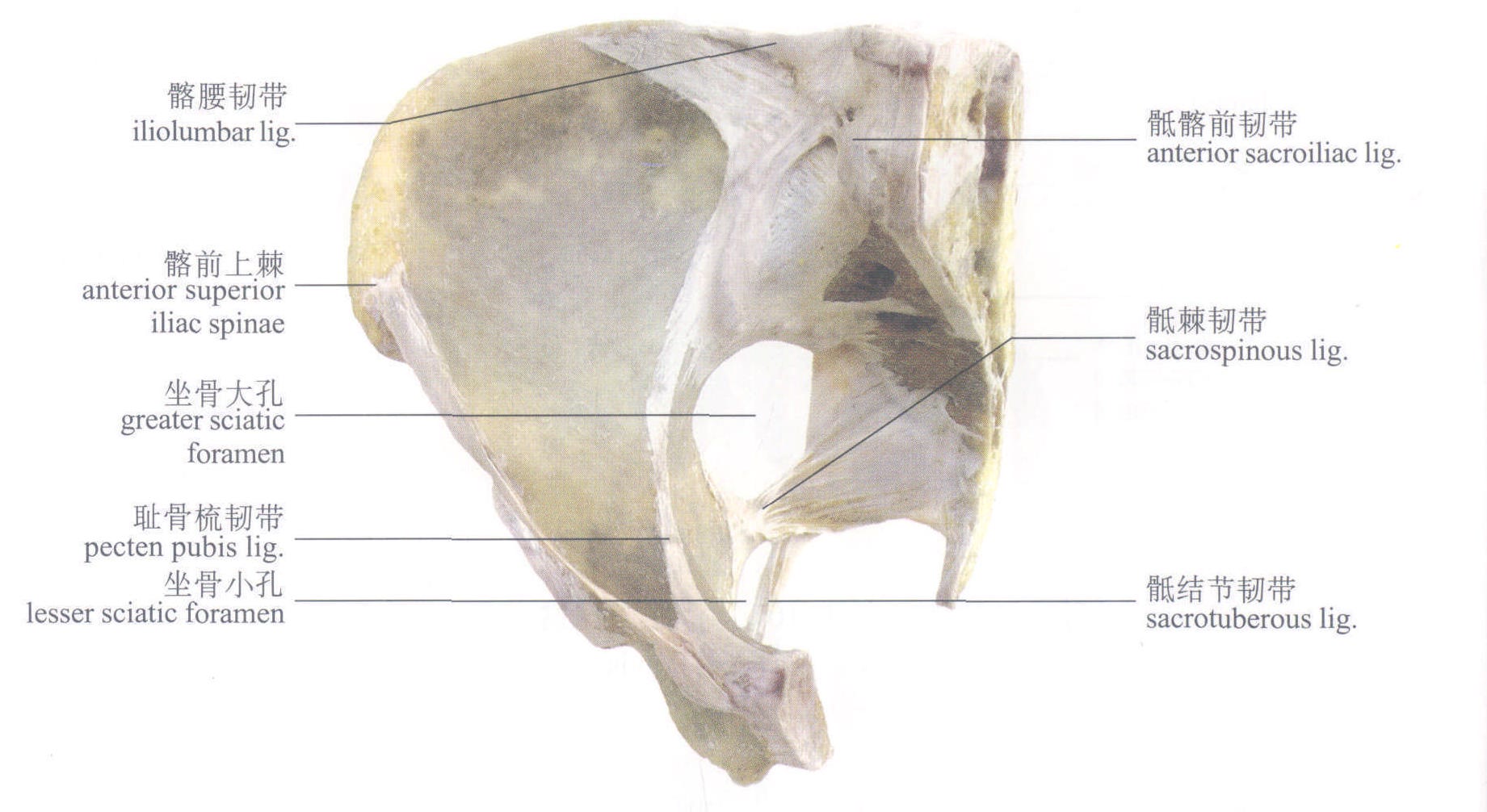 图334 小腿肌（前面观）-人体解剖组织学-医学