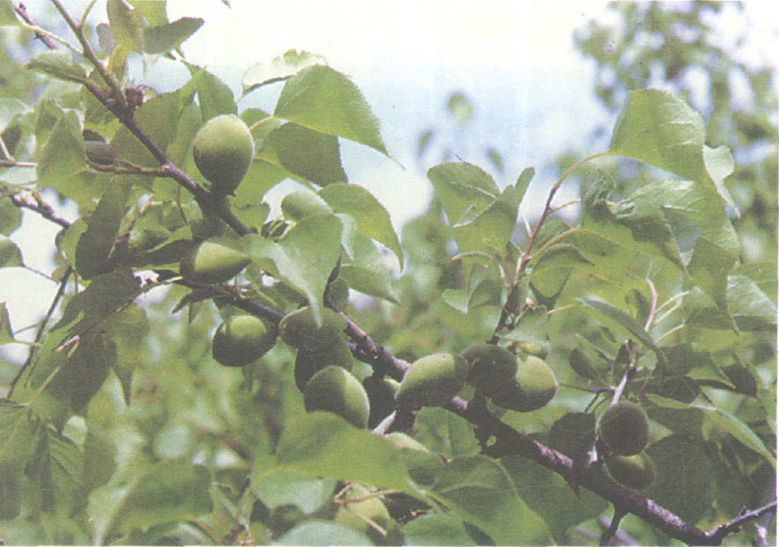 杏的栽培培育技术_杏如何病虫防治_杏的种植技术_杏的注意事项-365园林网