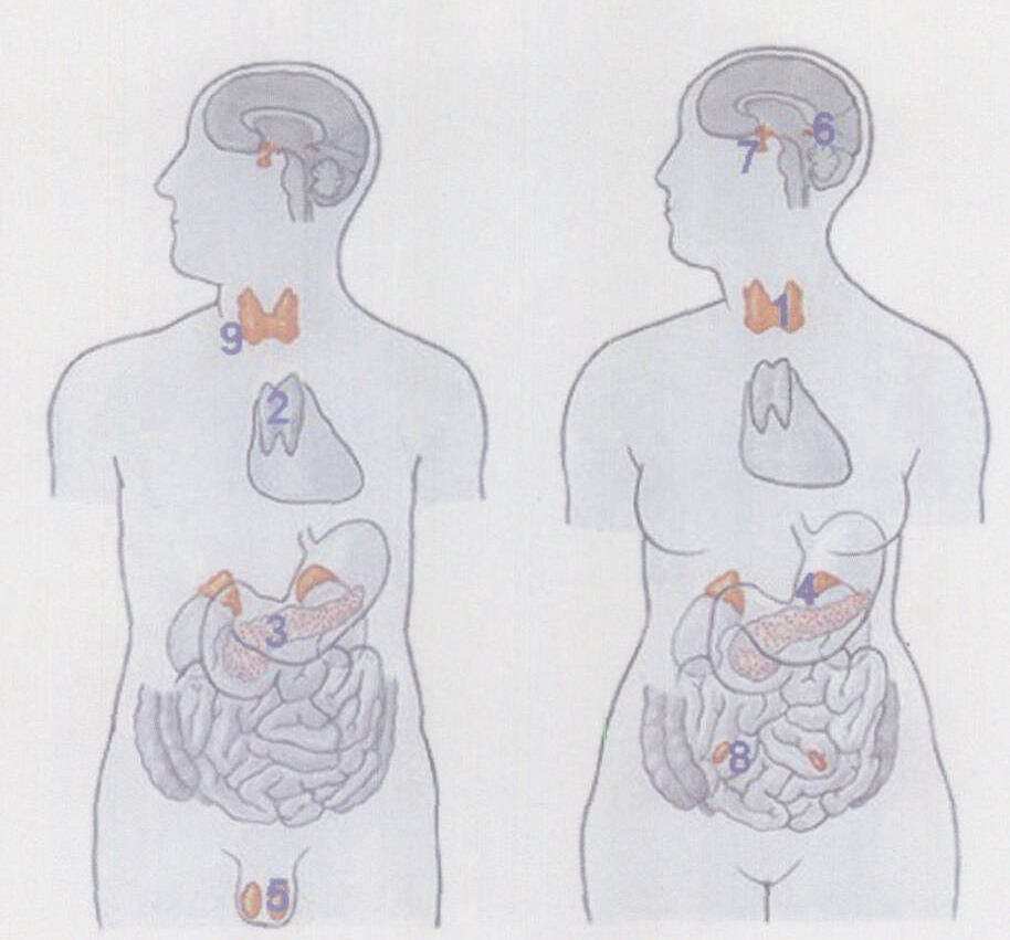 图8-1 内分泌系统模式图-基础医学-医学