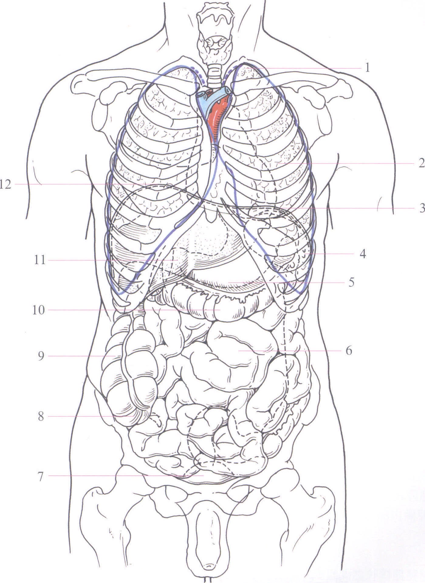 人的肚腑解剖学 库存例证. 插画 包括有 爱好健美者, 胆量, 疾病, 肚腑, 健康, 检查, 胆囊, 高亮度显示 - 74201261