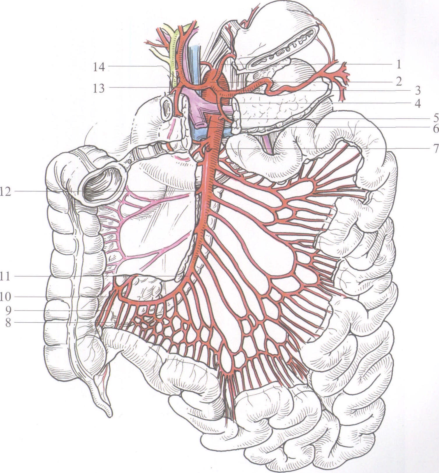 左上腹是什么器官图解,肚脐左是什么器官图解 - 伤感说说吧