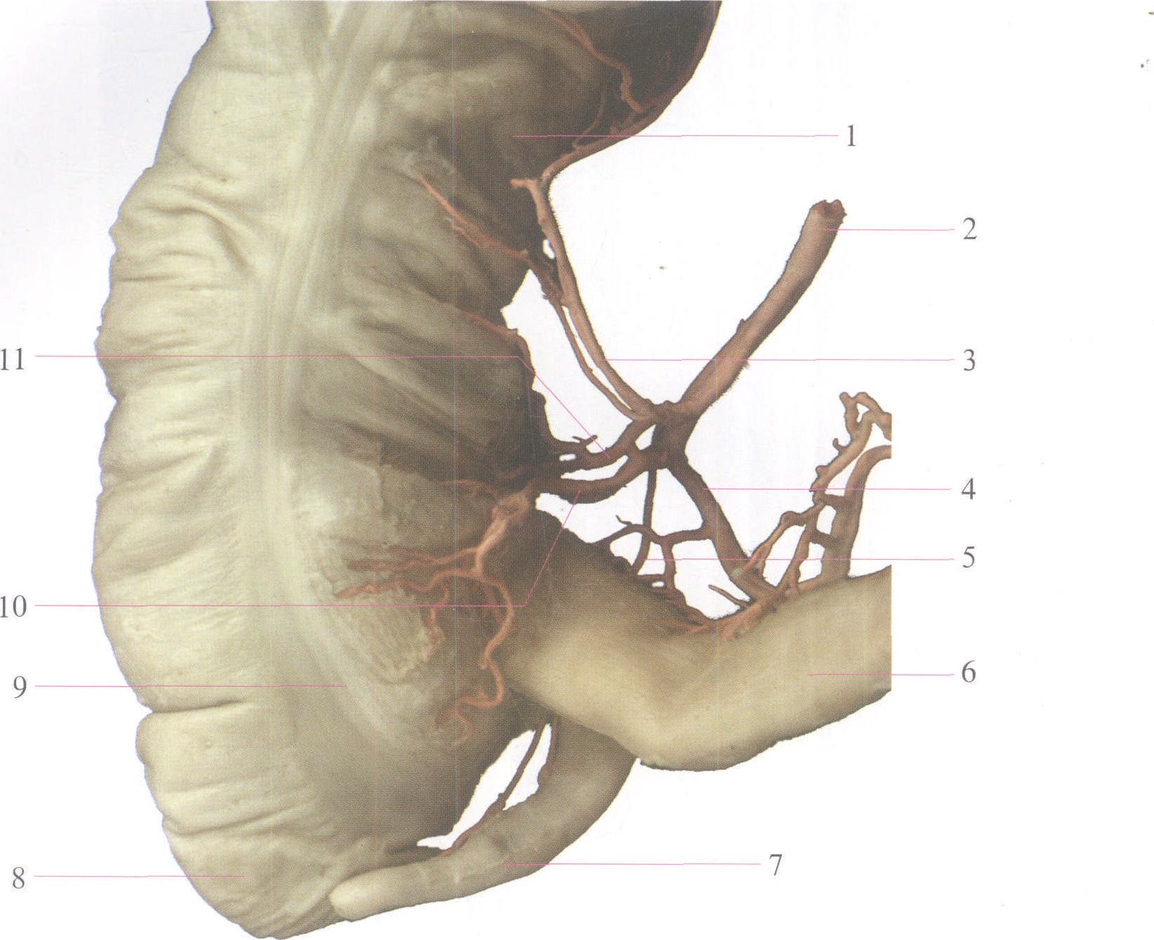 337 髂外动脉和髂内动脉的分支模式图-人体解剖学-医学