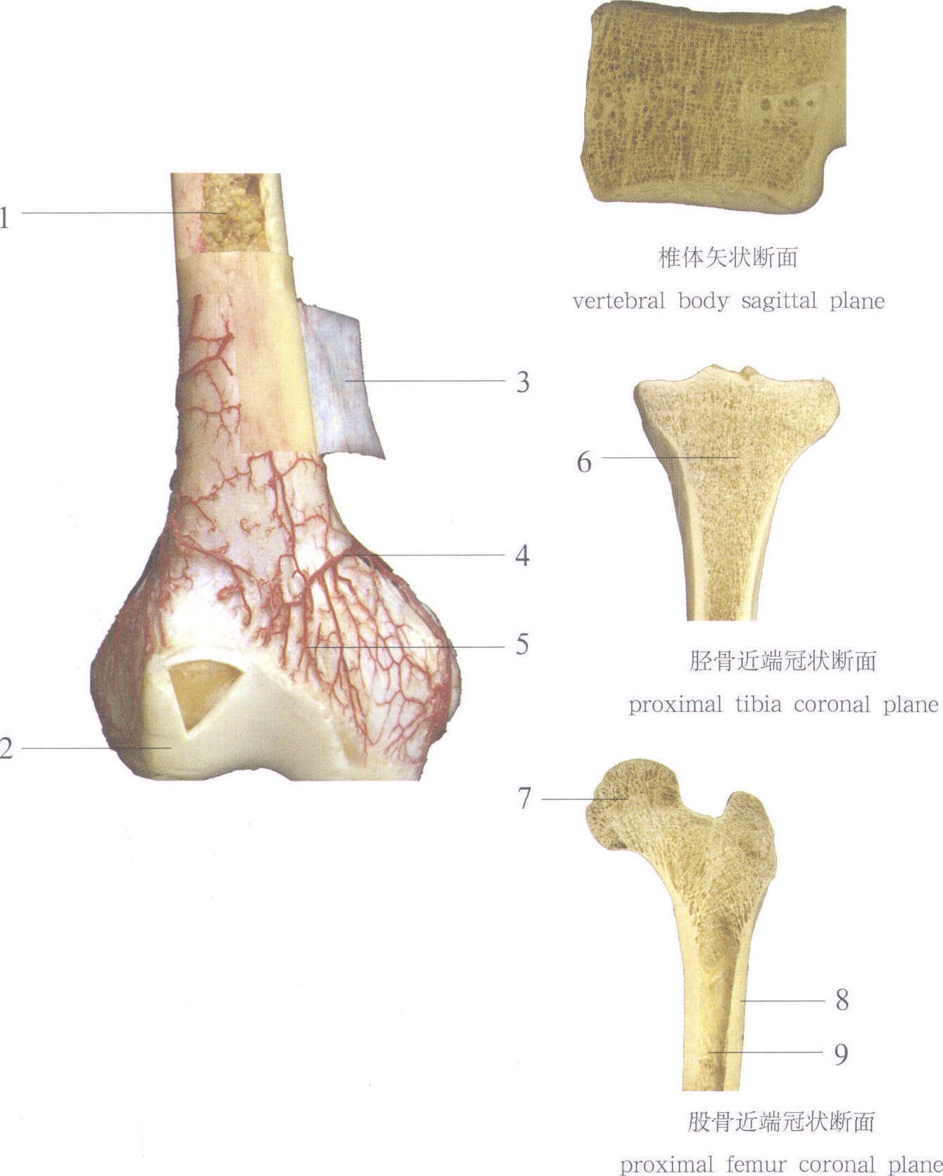 图1-2 骨的分类-骨科临床解剖学-医学
