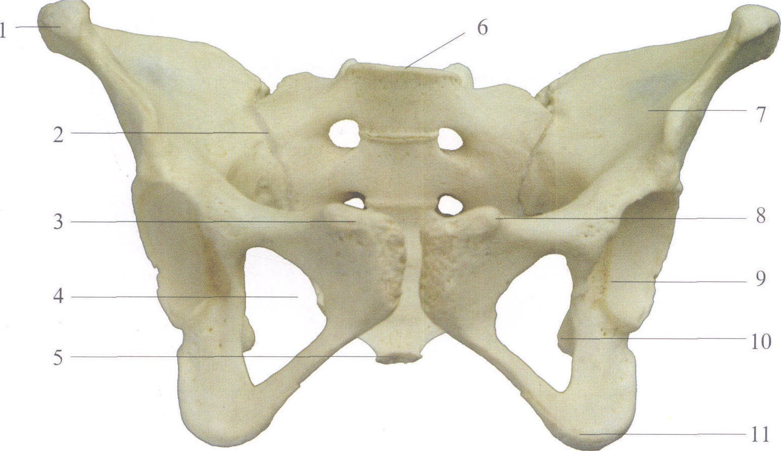 女性骨盆骨架3D模型 - TurboSquid 1023480