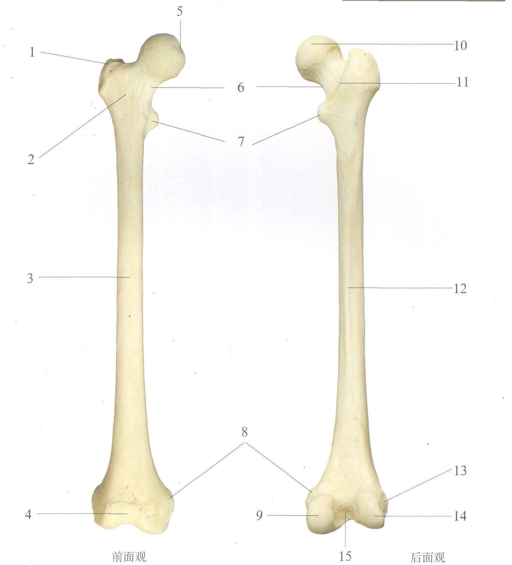 图1-23 男性骨盆(前面观)-妇产科临床解剖学-医学