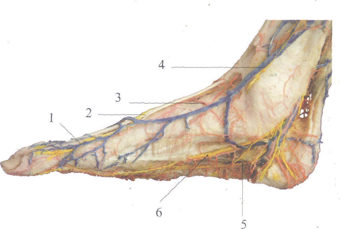 Ilustración médica de arterias, venas y sistema linfático en las piernas humanas — venas ...