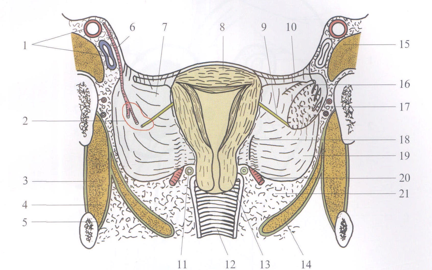 图3—37 鼻腔连续冠状切面(4)(后面观)-眼耳鼻喉-医学
