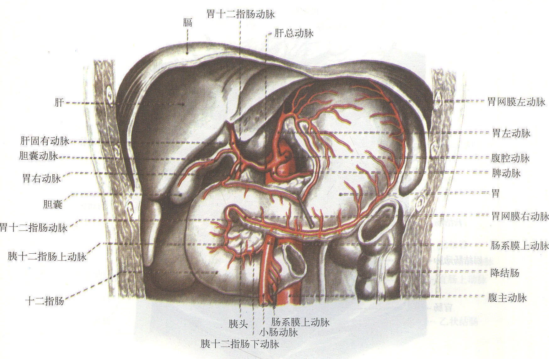解剖笔记︱结肠的淋巴回流
