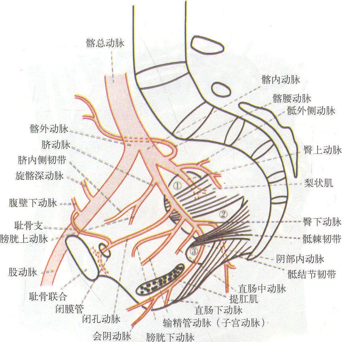 图2-8 颏下皮瓣-外科学-医学