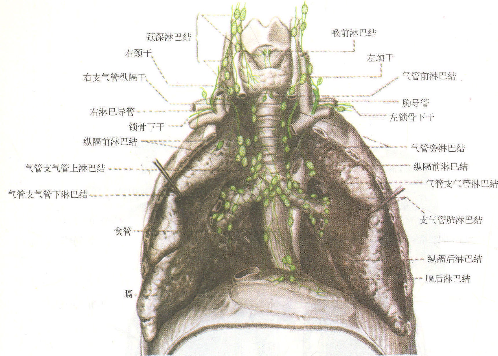 图3-2-3 头颈部淋巴管和淋巴结-基础医学-医学