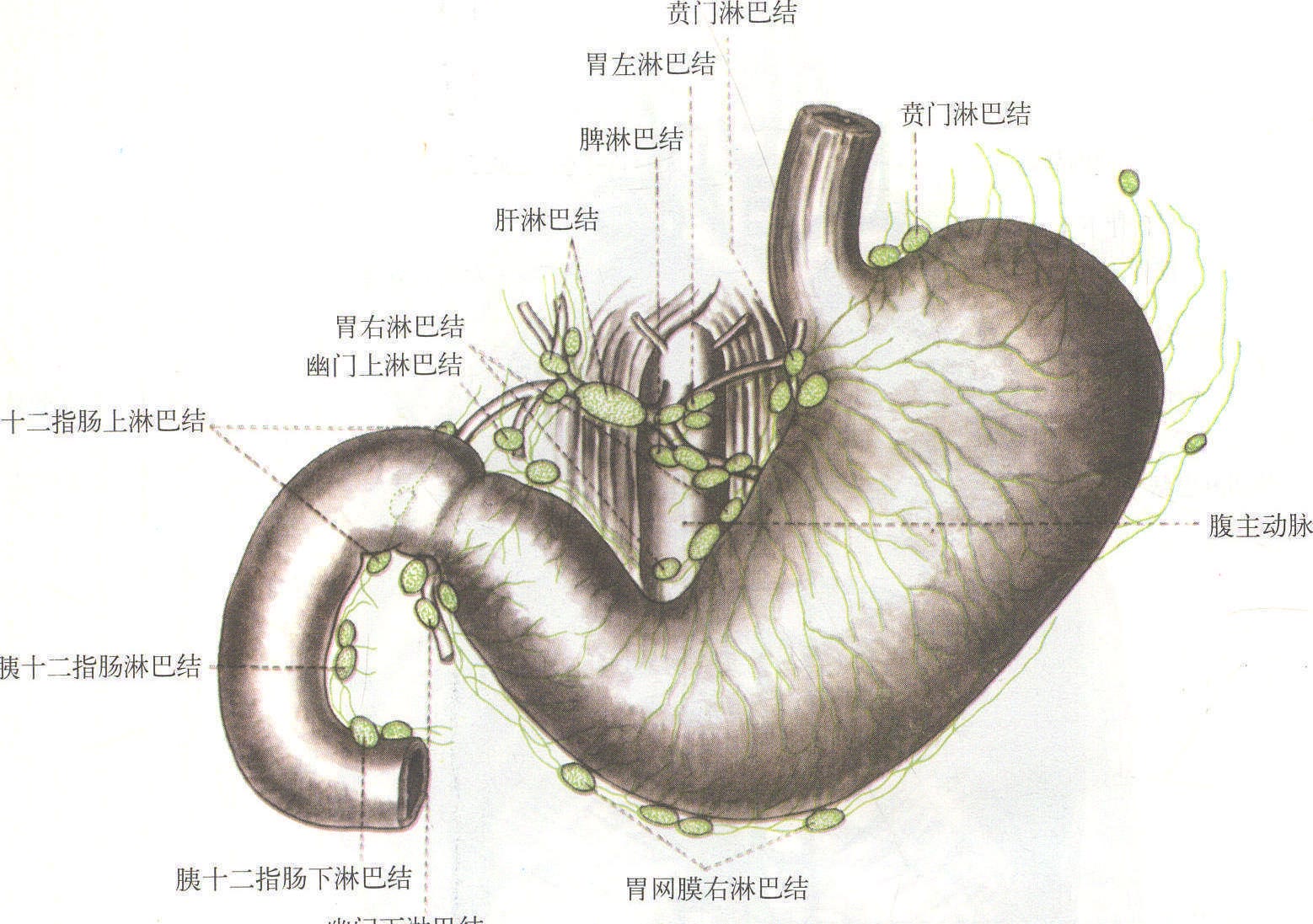 解剖笔记︱结肠的淋巴回流_搜狐健康_搜狐网