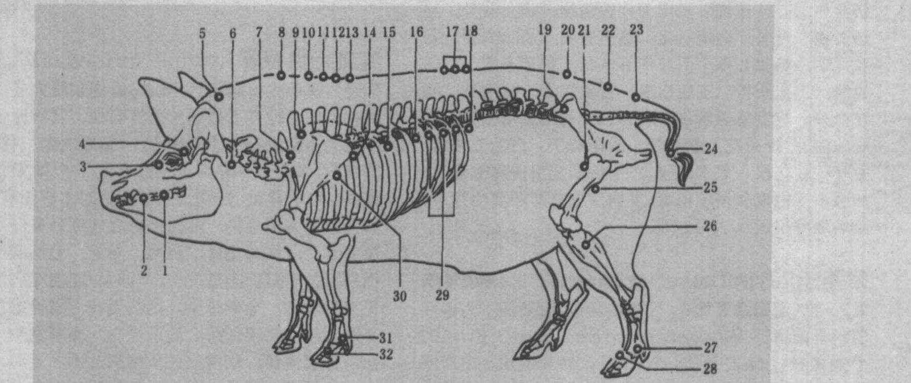 猪骨架图片大全,猪骨架(第16页)_大山谷图库