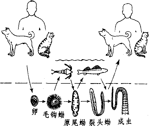 如裂头绦虫的卵在水中孵出钩球蚴,被第1中间宿主(如剑水蚤)吞食,即