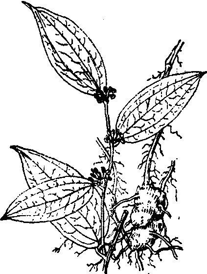 土茯苓-花卉-专业词典