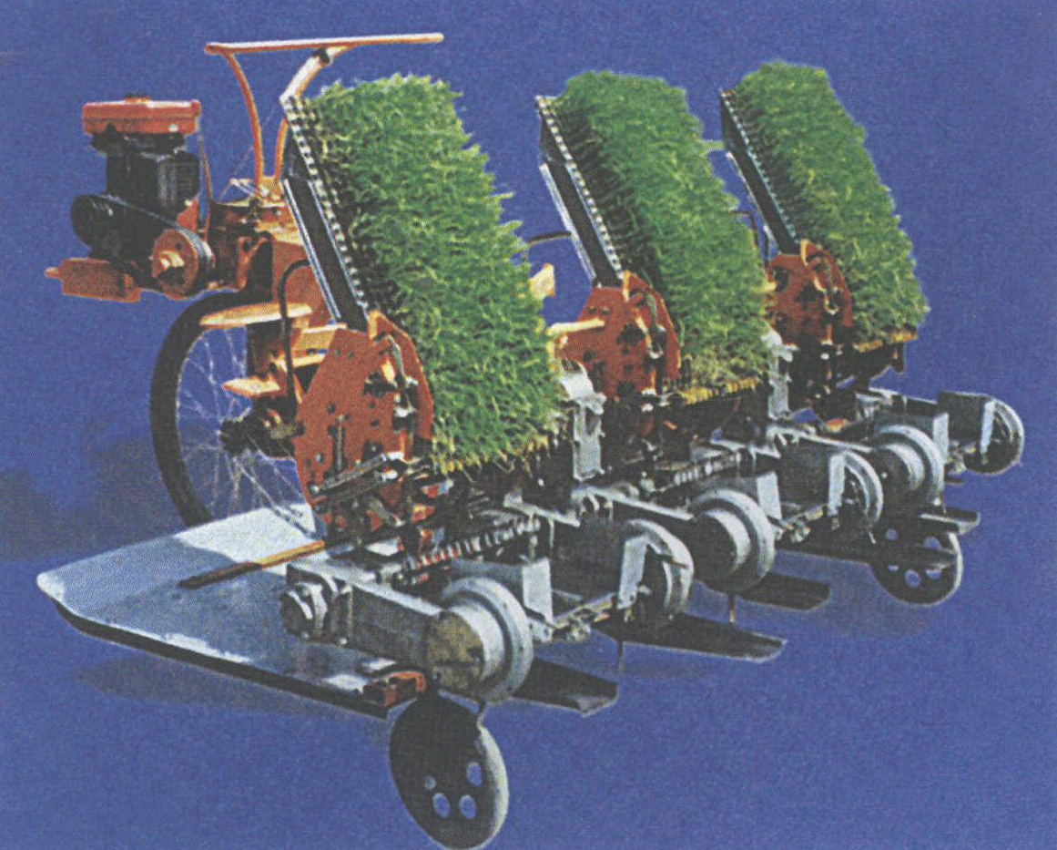 四川这项油菜栽种技术不简单 亩均可增产30公斤_四川在线