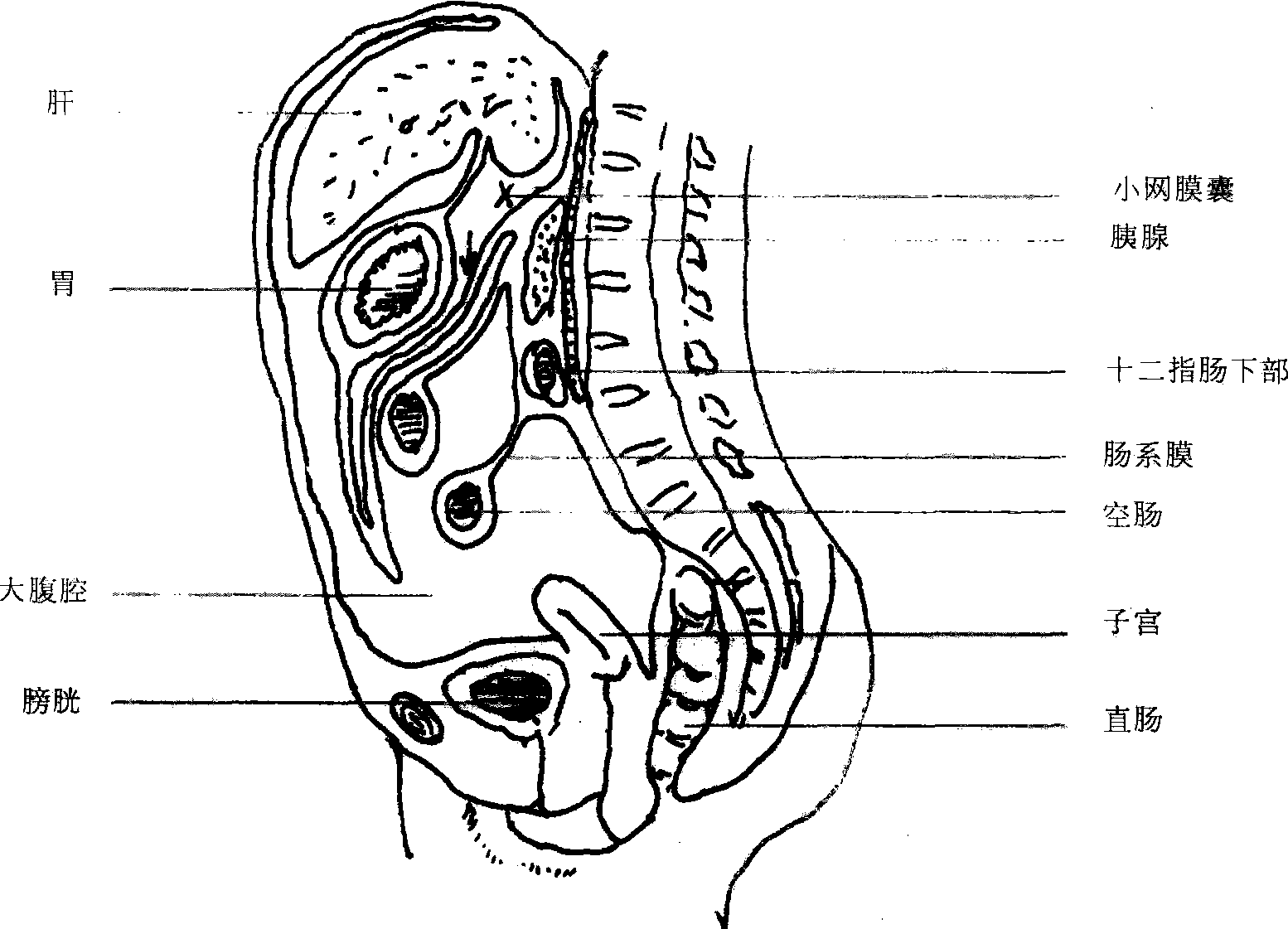 解剖人体腹部-千图网