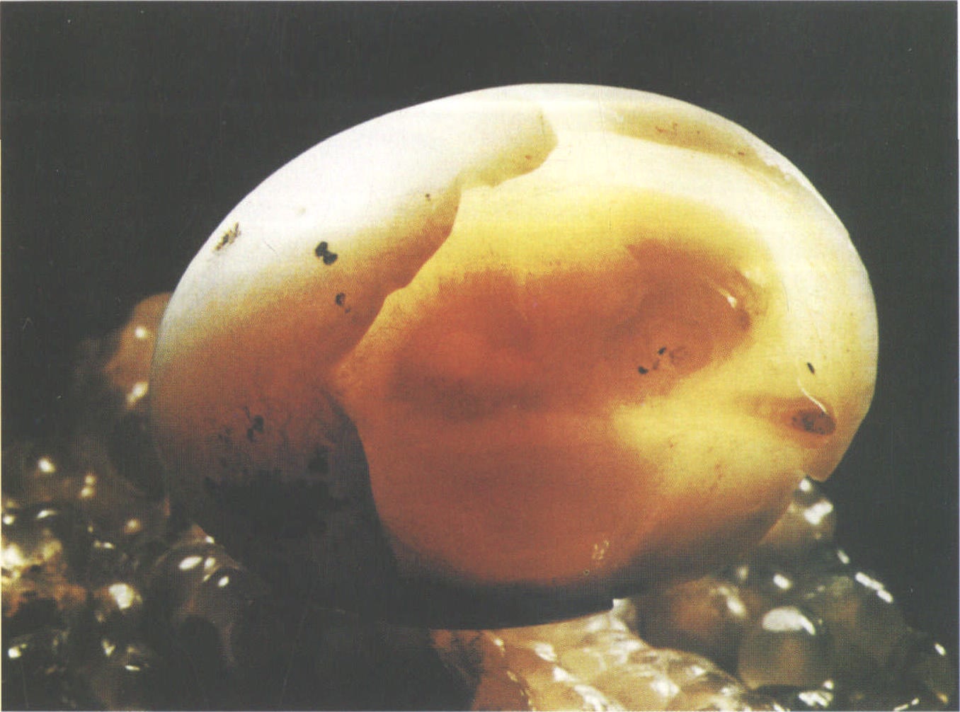 鸡蛋破壳素材-鸡蛋破壳图片-鸡蛋破壳素材图片下载-觅知网