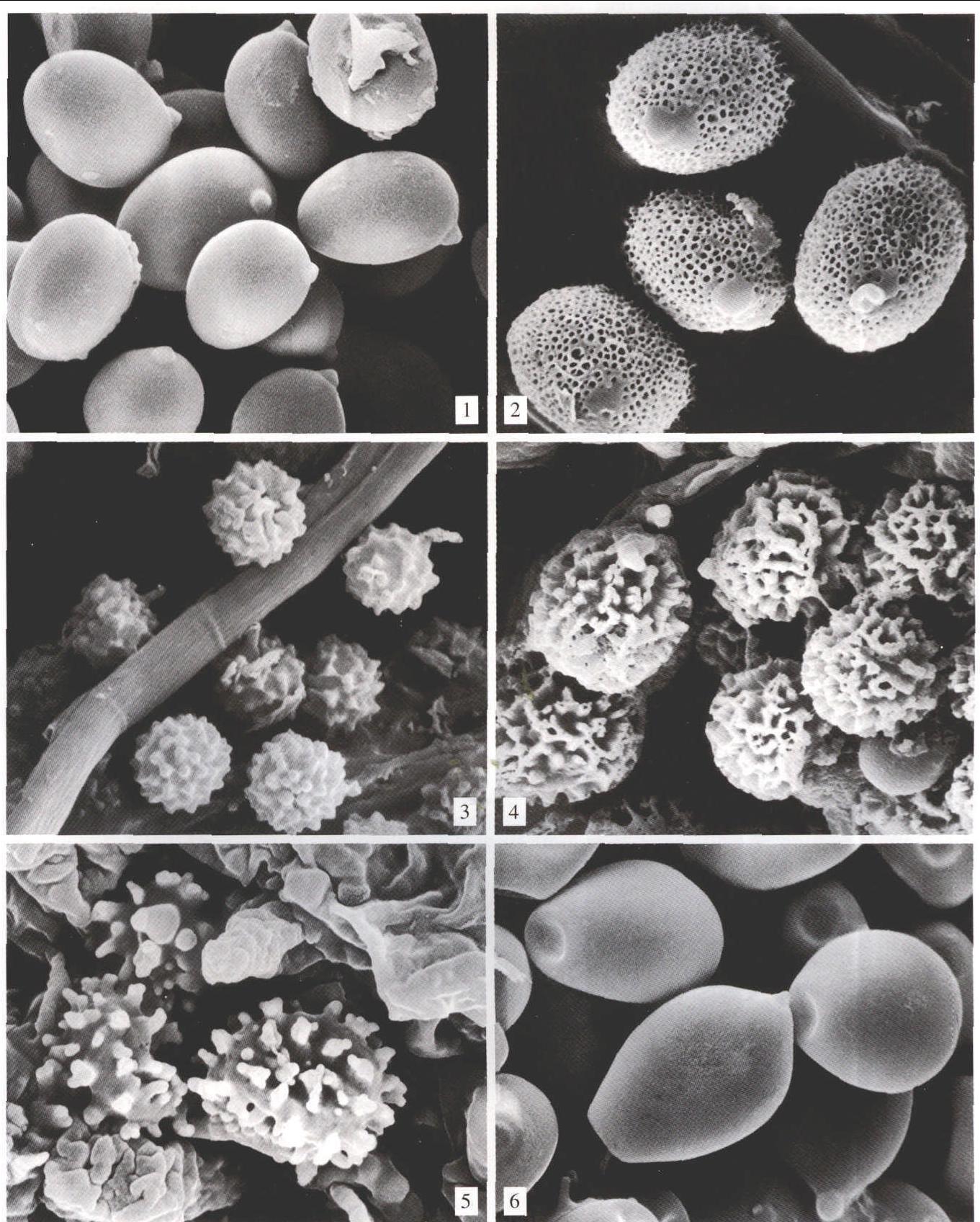 新疆裂叶苔科11种植物孢子、弹丝和油体的形态观察