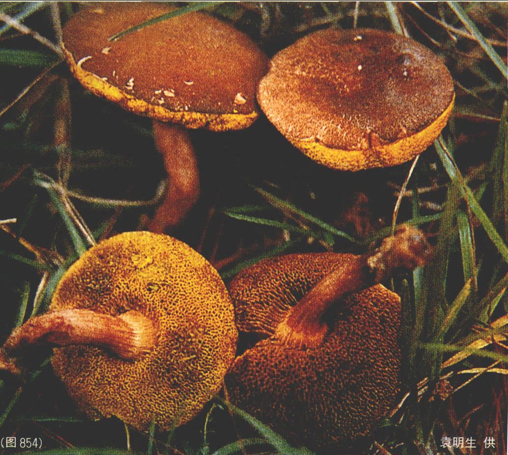 白色夏天牛肝菌蕈类在森林里 库存照片. 图片 包括有 蘑菇, 可食, 青苔, 空白, 森林, 真菌, 玻色子 - 49636358