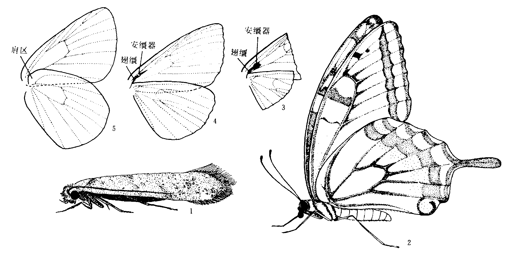 (二)雄性外生殖器-蝶类志-图片