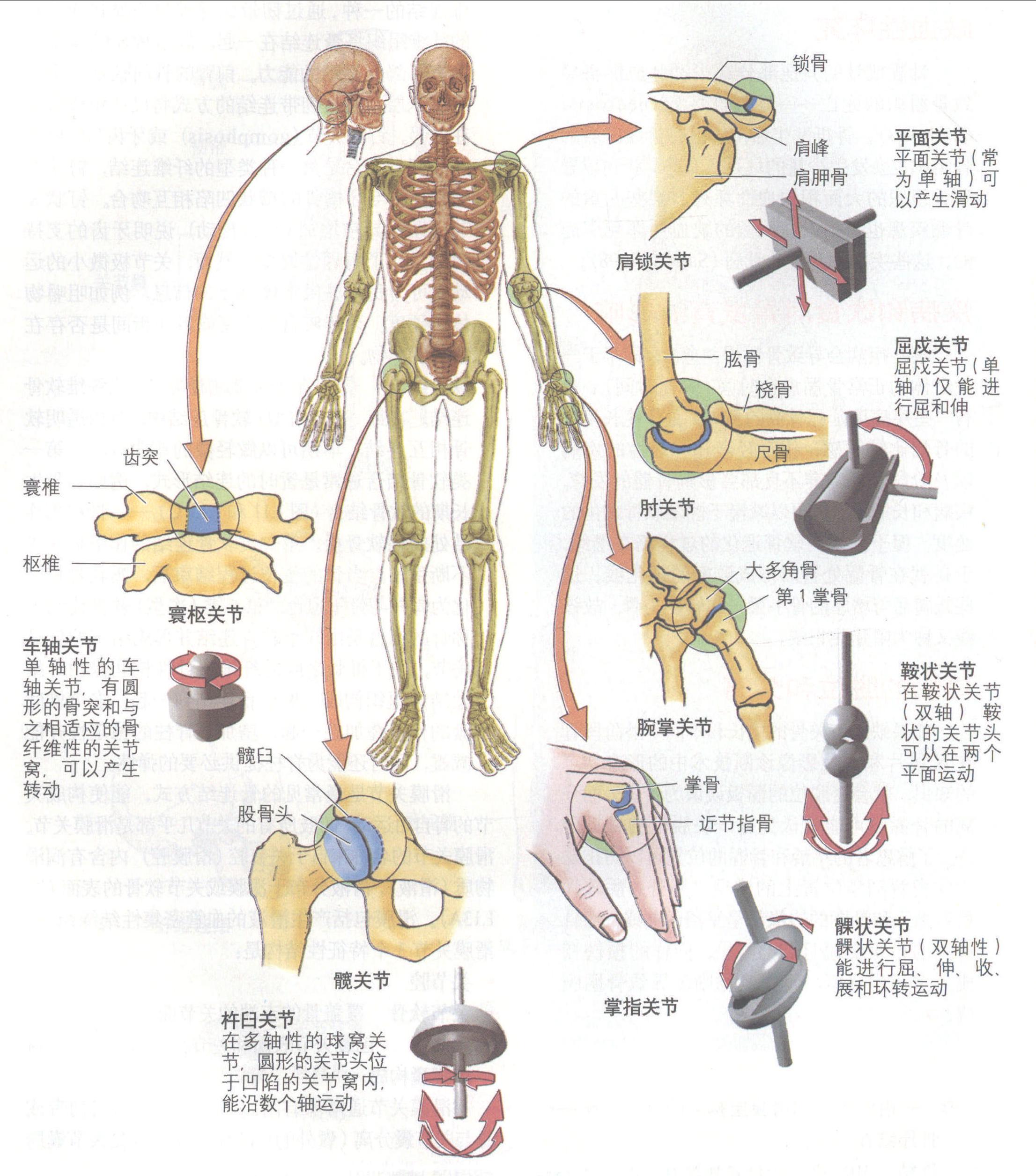 骨的结构（人体骨骼的结构）_环球信息网