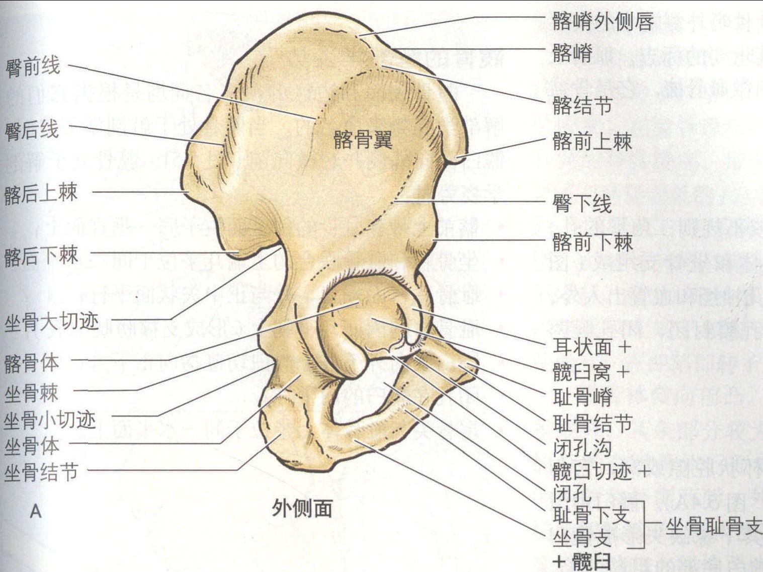 图41 髋骨（内面观）-人体解剖组织学-医学