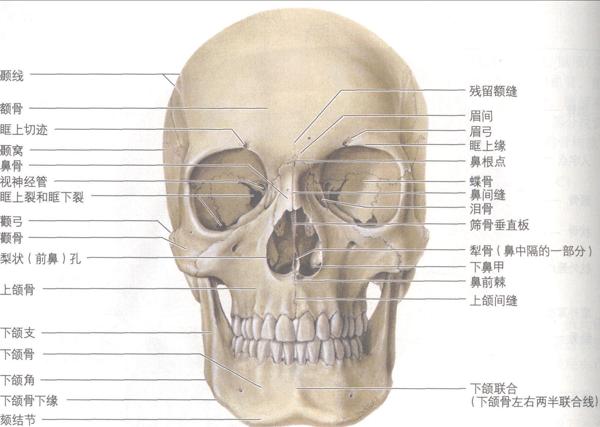 人体头盖骨侧面上部设计图__医疗护理_现代科技_设计图库_昵图网nipic.com