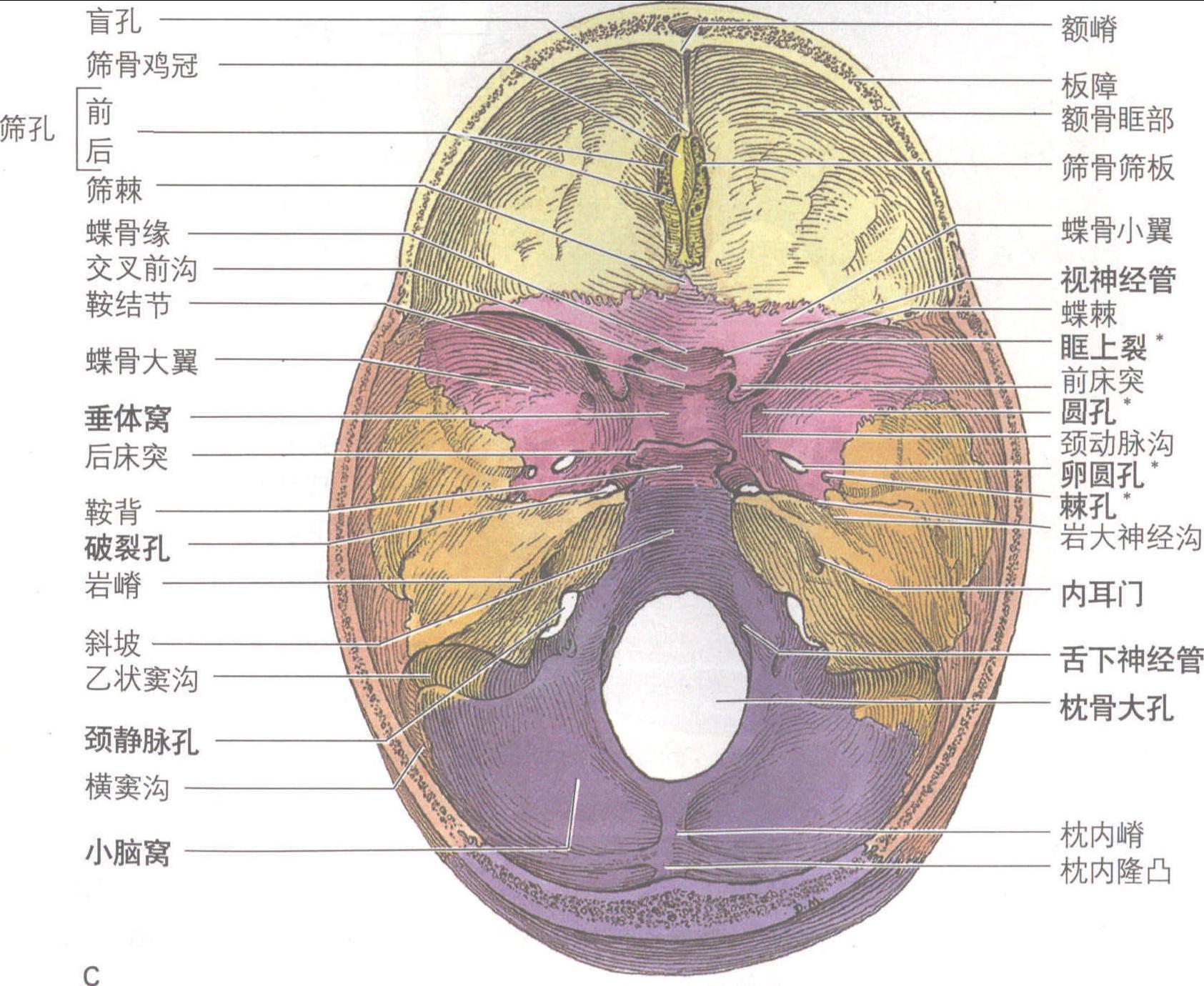 图1—12 颅底结构 (内面观)-神经病学-医学
