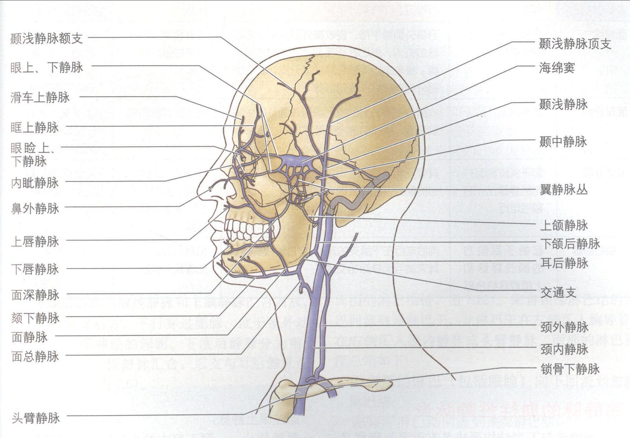 脑血管解剖学习笔记第26期：翼静脉丛大体解剖 - 脑医汇 - 神外资讯 - 神介资讯