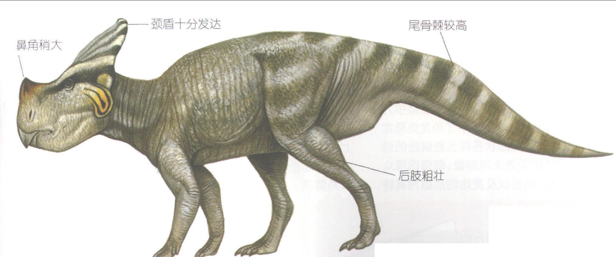 弯剑角龙_恐龙种类_恐龙品种分类l型名称大全恐龙品类图片大全名字