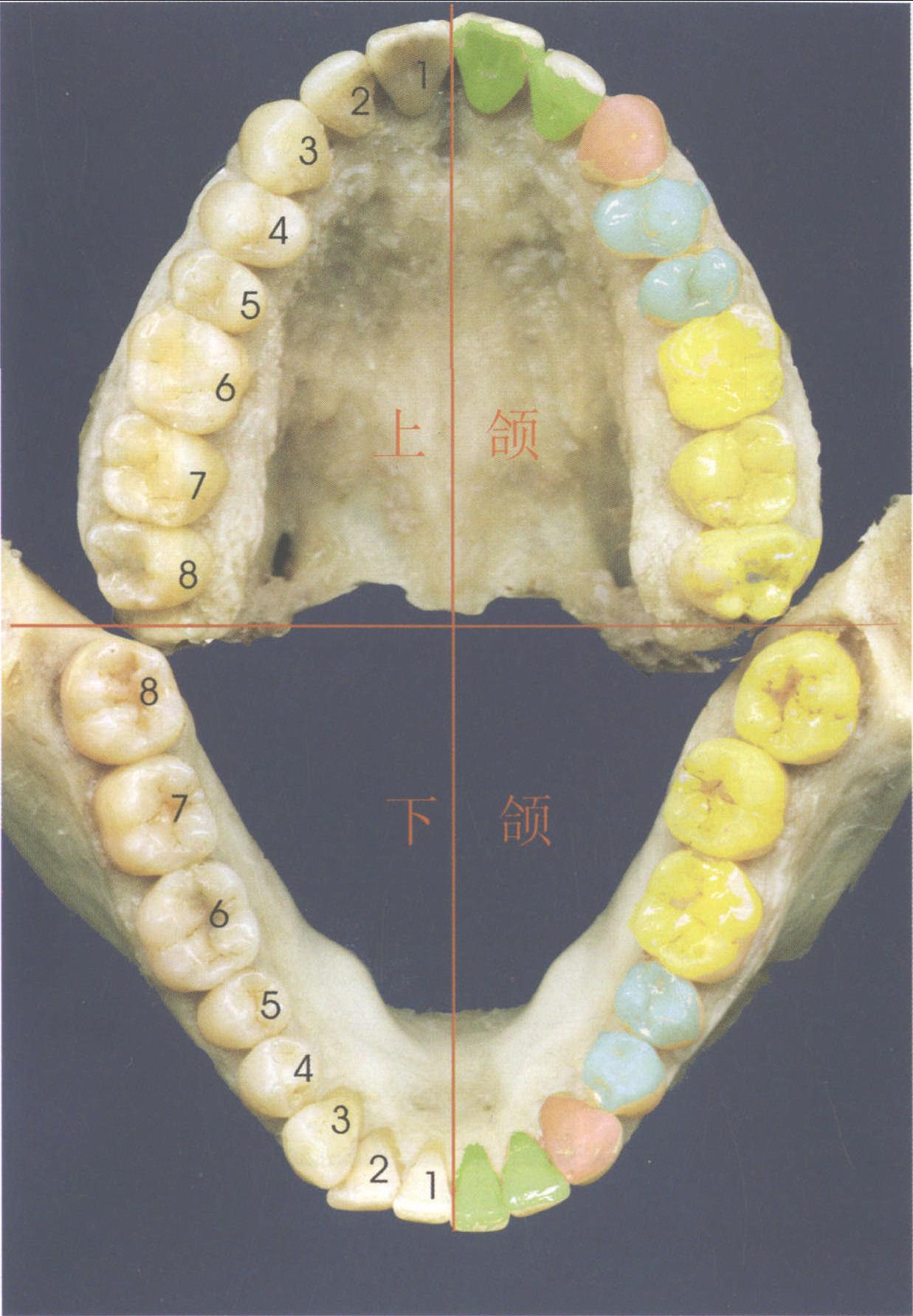1) 需要长时间的恒牙发育期-口腔科学-医学