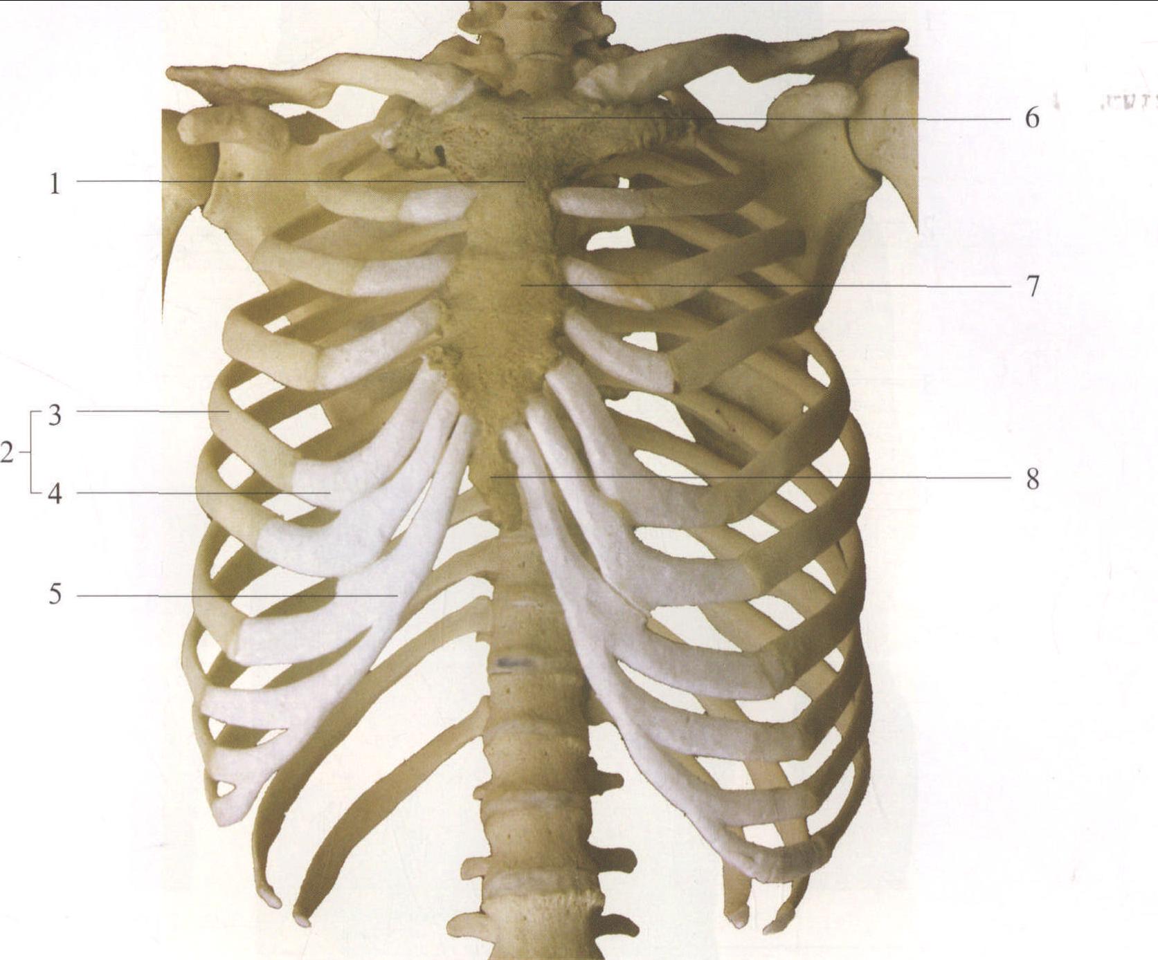 二、胸膜的体表投影-外科学-医学