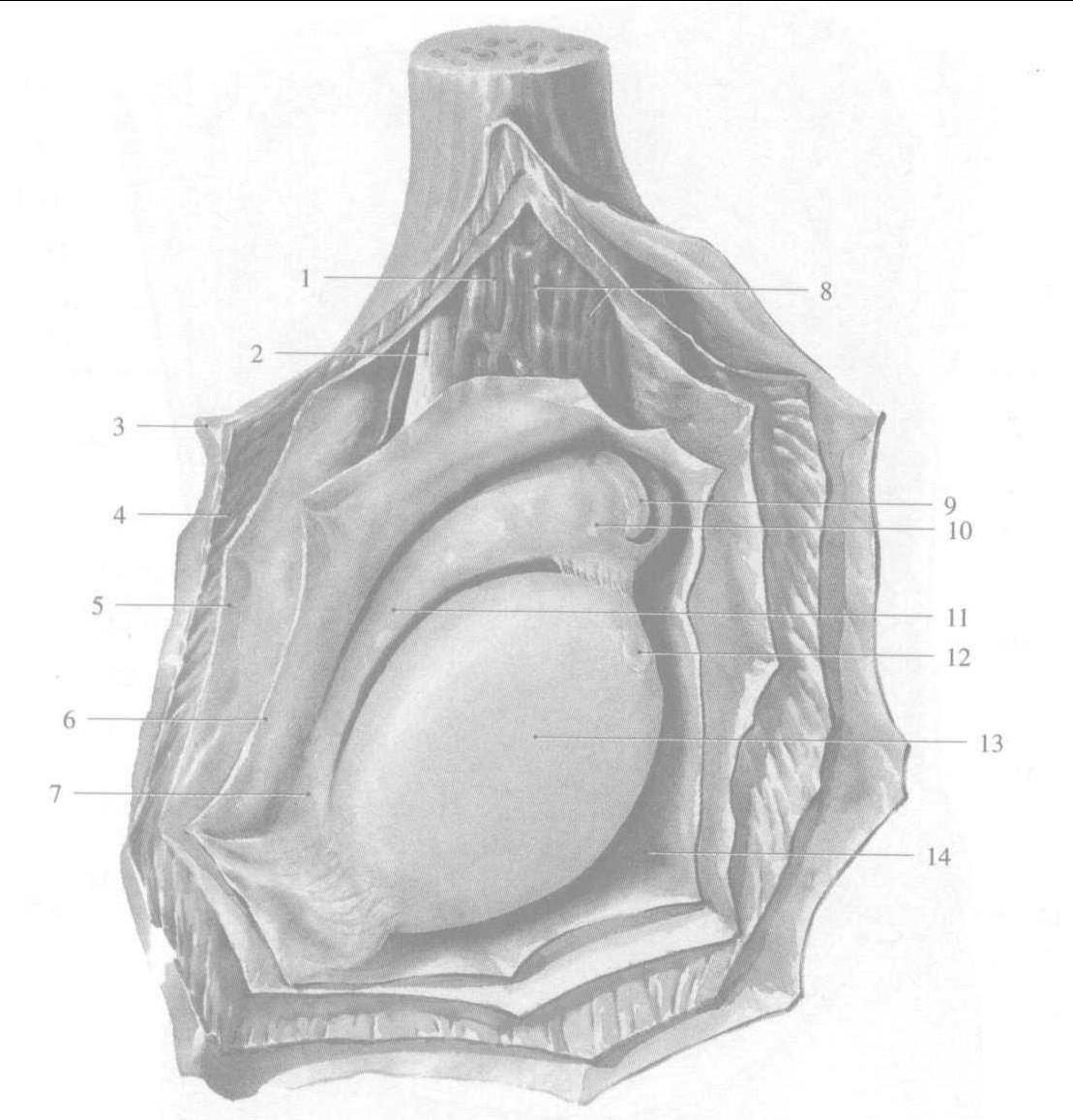 246 睾丸的构造-基础医学-医学