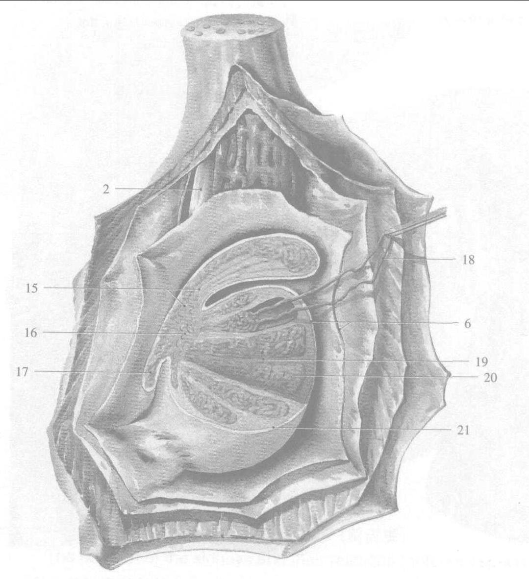 图12～8 睾丸网(光镜结构)-基础医学-医学