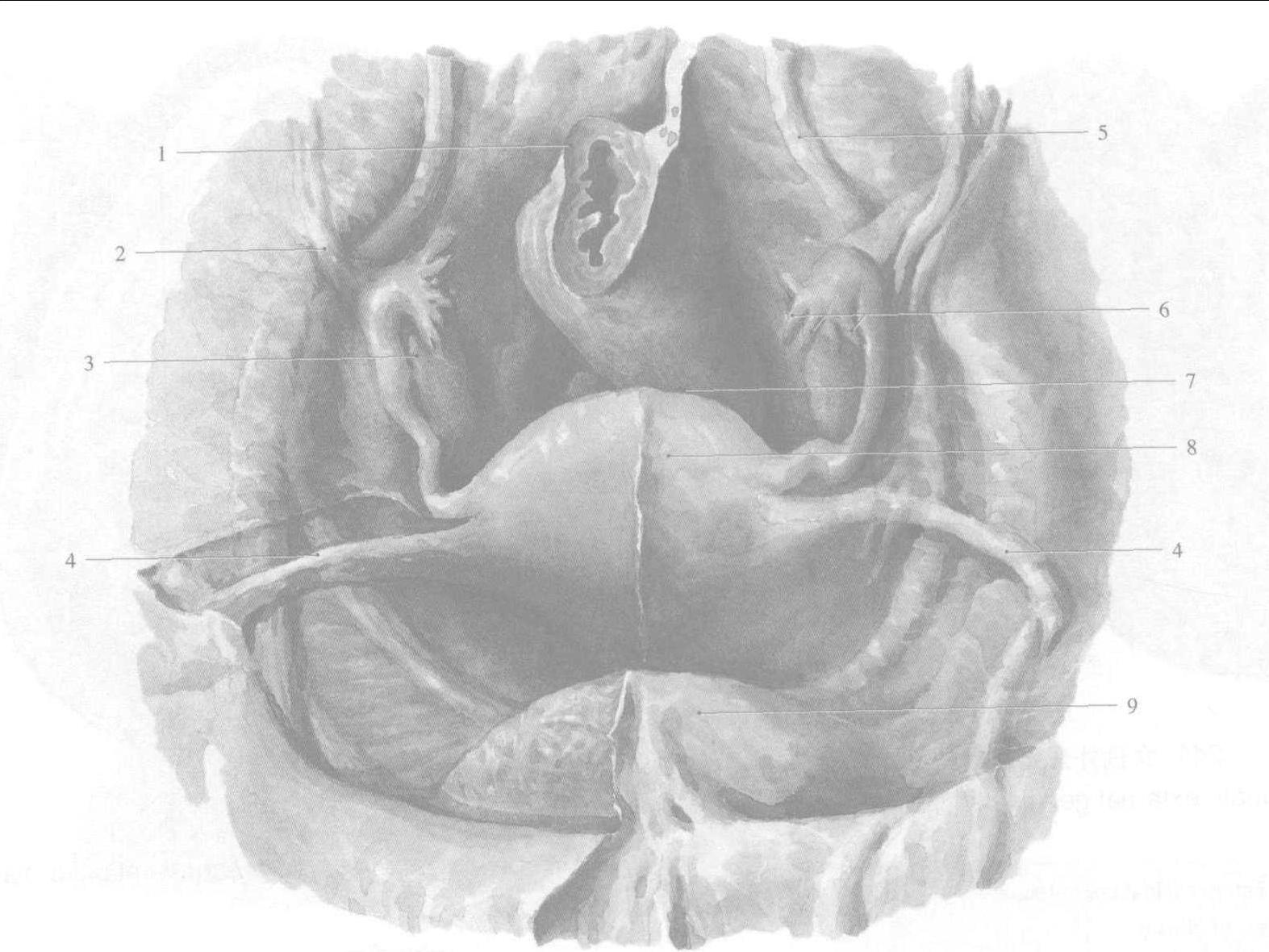 图3-3 盆腔冠状切面 (示意图)-妇产科临床解剖学-医学