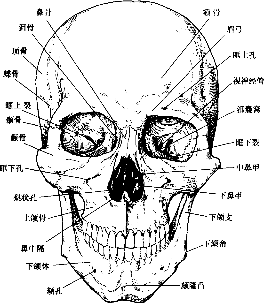 图18 颅（前面观）-人体解剖组织学-医学