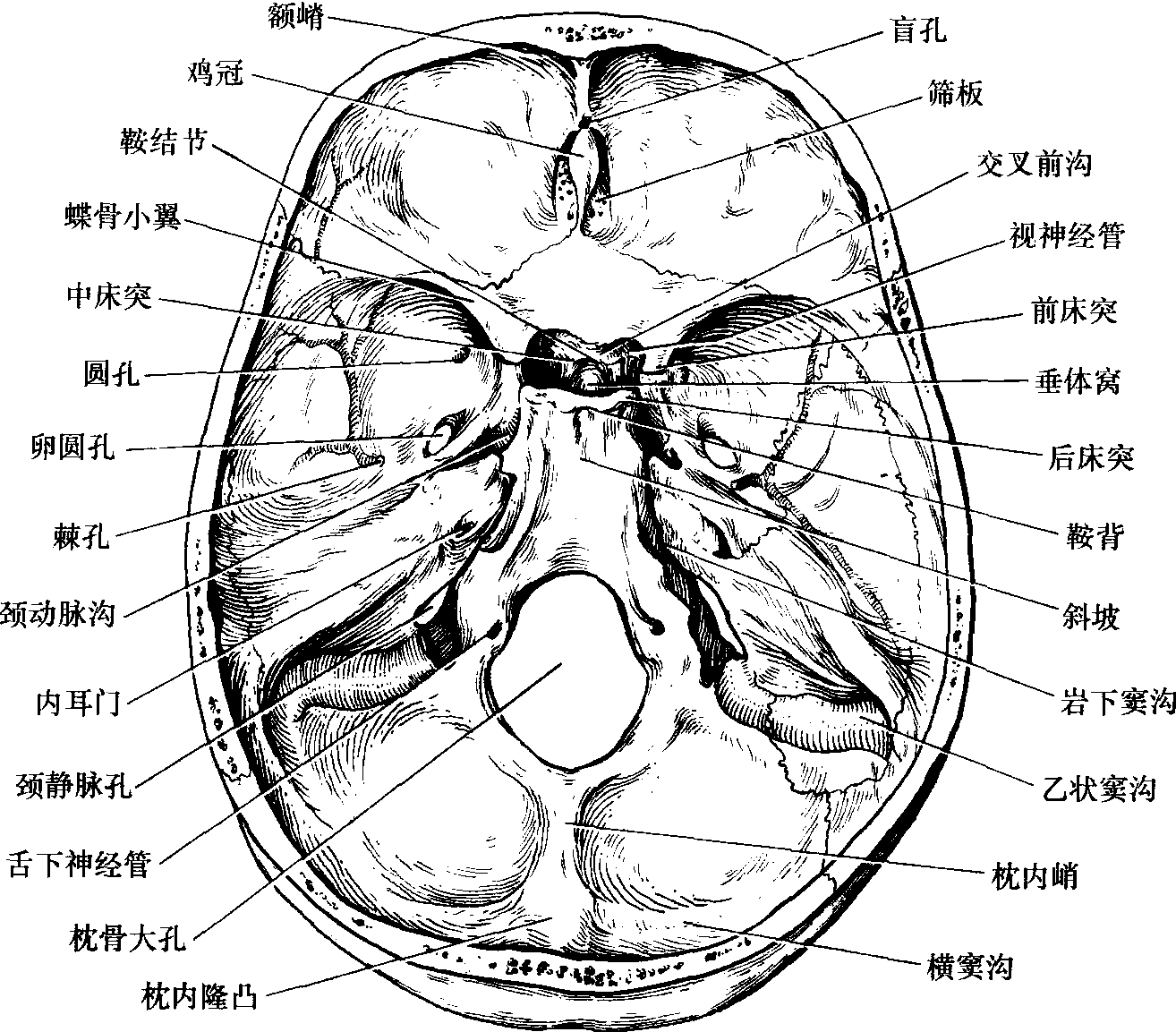 图1-9 硬脑膜及硬脑膜窦 右侧面观-临床解剖学-医学