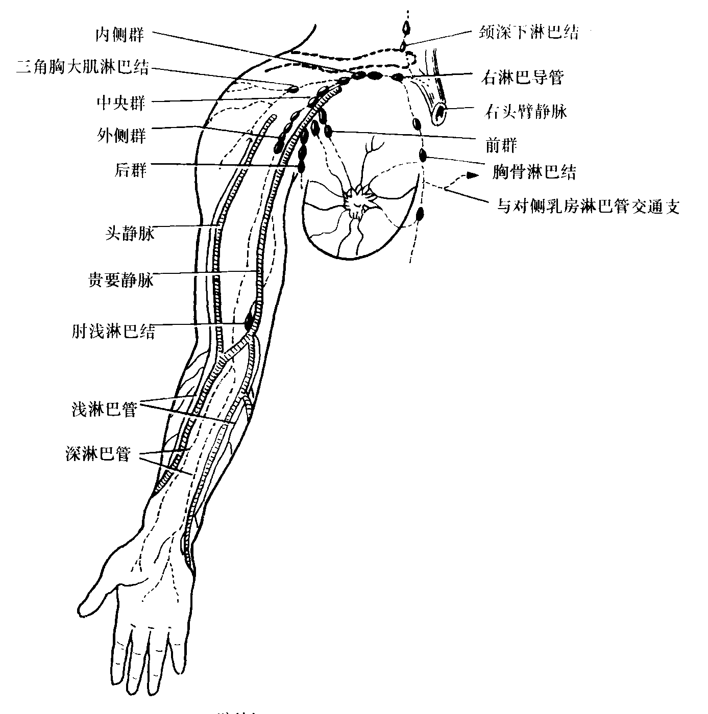 262.腋窝的动脉-系统解剖学-医学