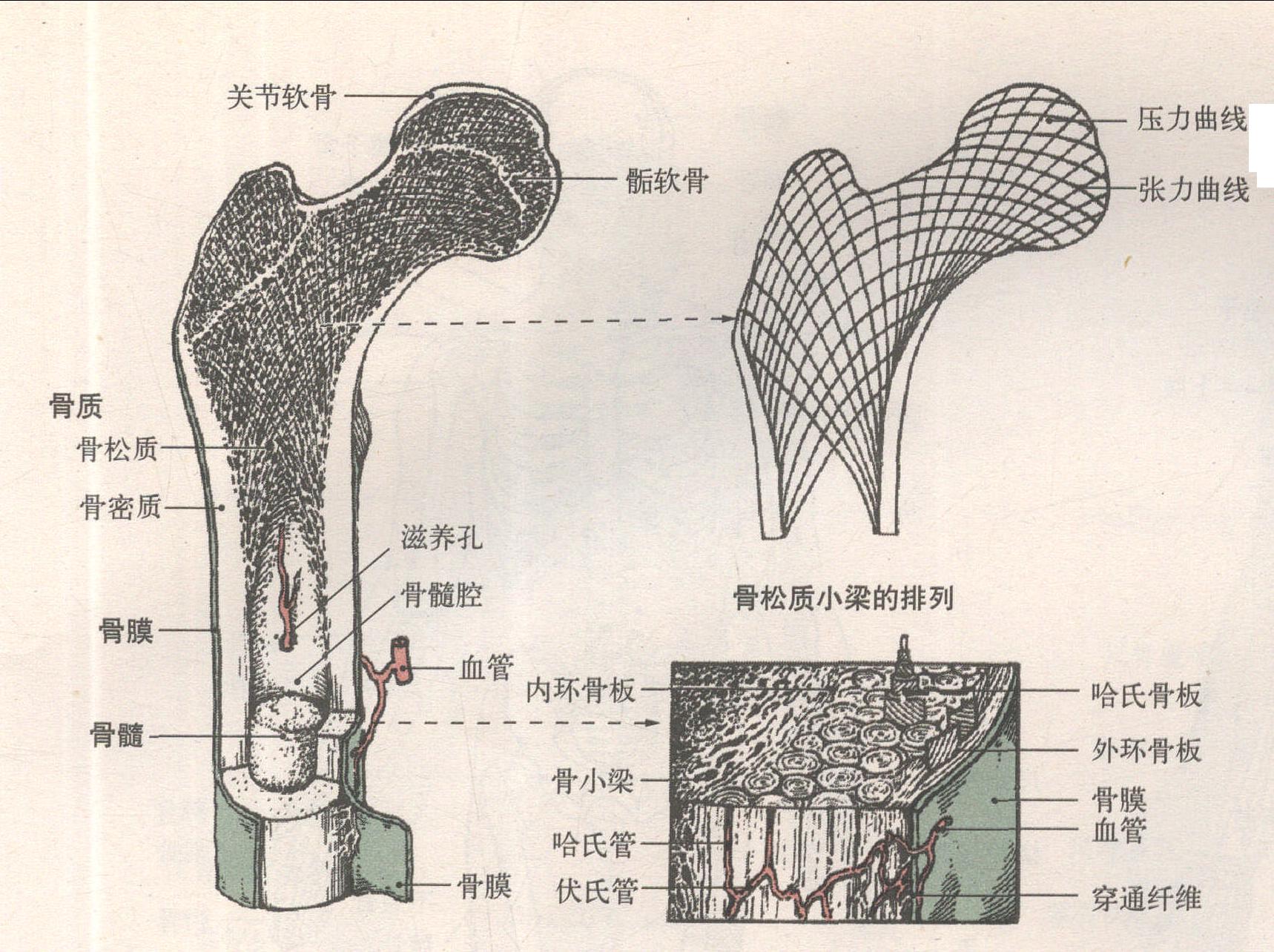 图7-37 尺骨和桡骨-临床解剖学-医学