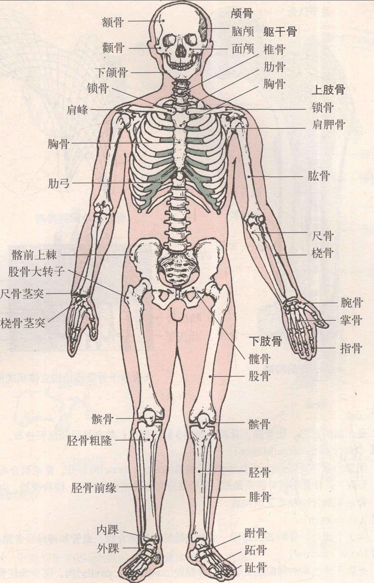 人体全身骨骼及其在体表的标志