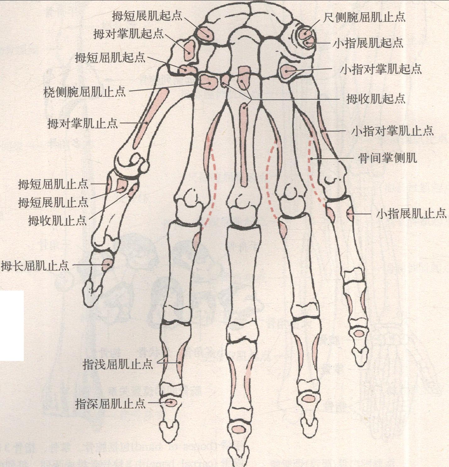 【解剖学】#手骨(手の骨)の構造を知っておこう【スケッチ】 | ナツヲカケル