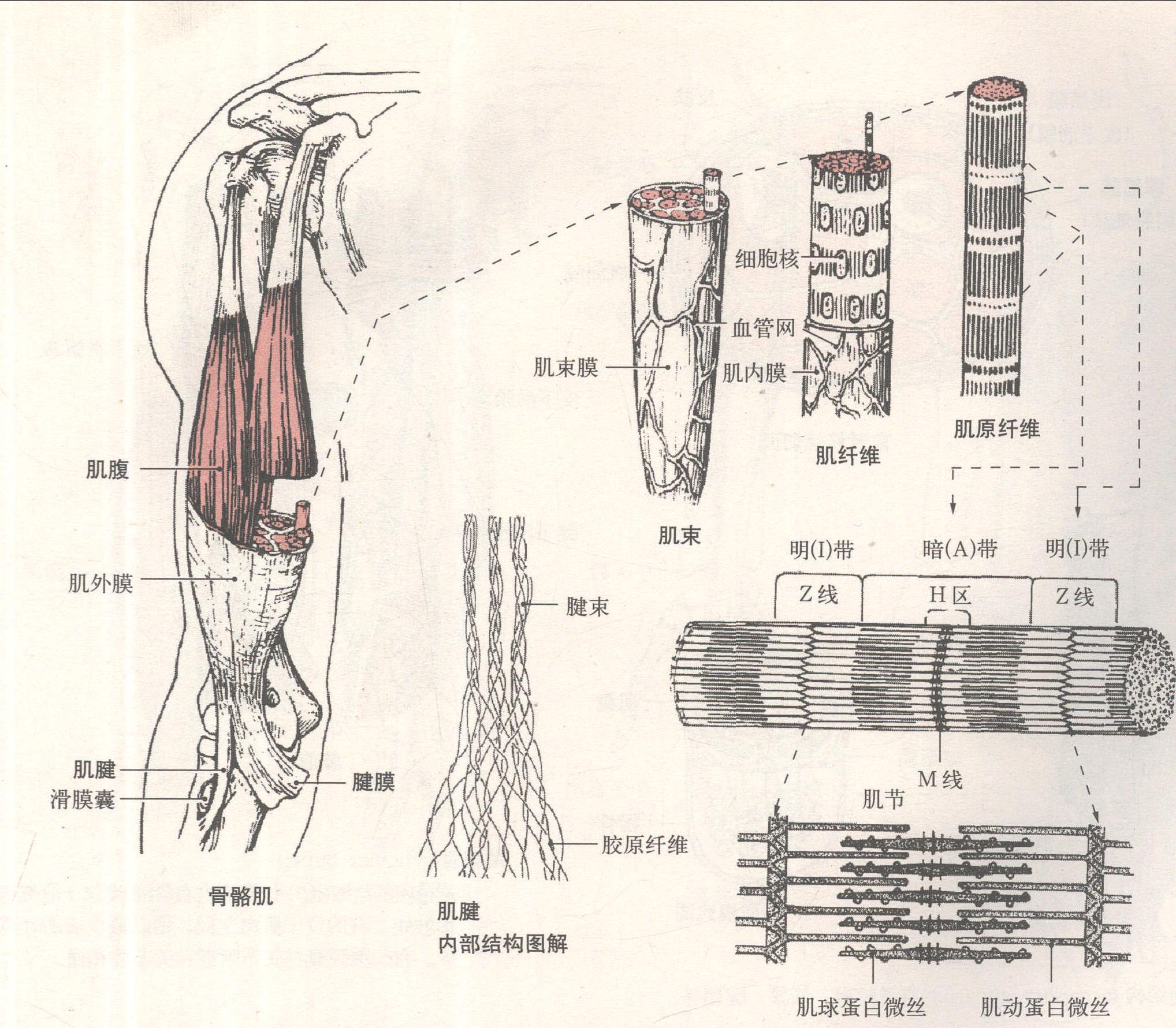图1-3-94骨骼肌肌原纤维和肌节超微结构示意图-基础医学-医学