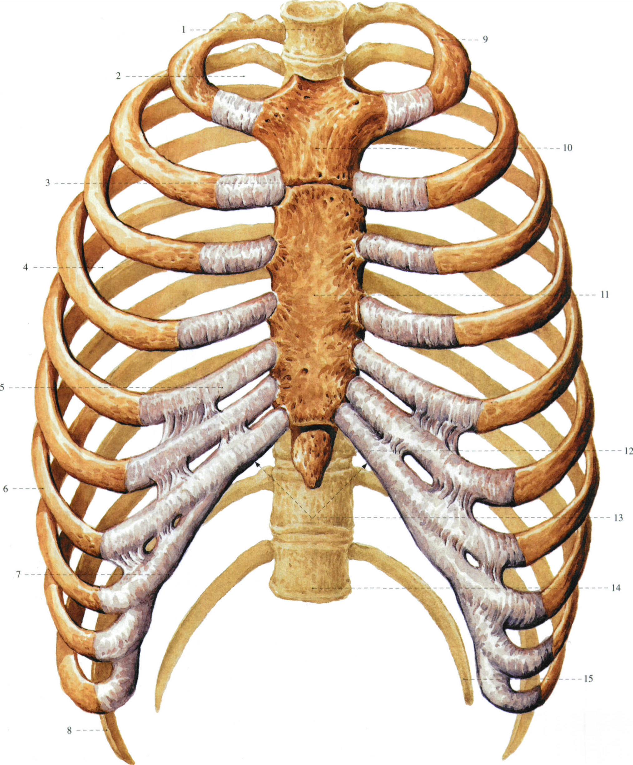 人体椎骨间连结示意图-人体解剖图,_医学图库