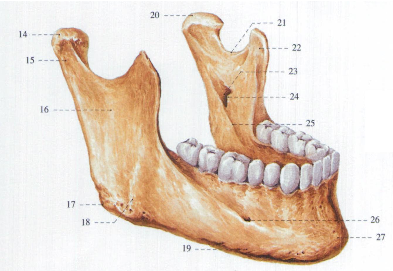 图1-53 下颌骨-临床解剖学-医学